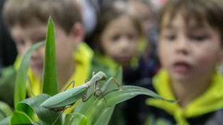 Modliszka "przyłapana" w Gdańsku! Owad wygrzewał się w słońcu na ścianie jednej z firm w Kokoszkach