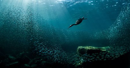Audubon Photography Awards 2020, czyli genialne zdjęcia ptaków