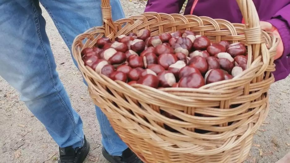 Wielkie wspólne zbieranie kasztanów już w niedzielę w Parku Miejskim