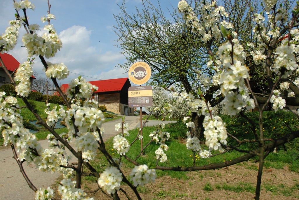Kwitnące śliwy na zboczach gór tworzą wyjątkowy obraz