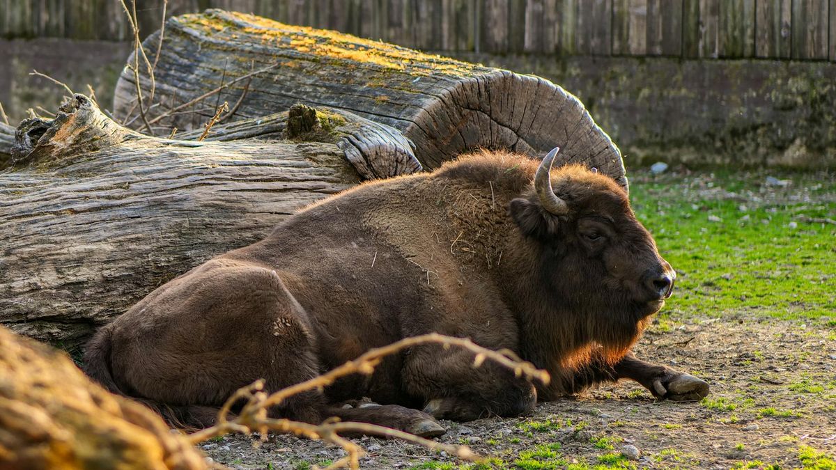 Najwięcej żubrów żyje w Puszczy Białowieskiej, Bieszczadach i Puszczy Knyszyńskiej