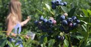 Co z borówkami? Biją na alarm. "Będzie bieda i głód"