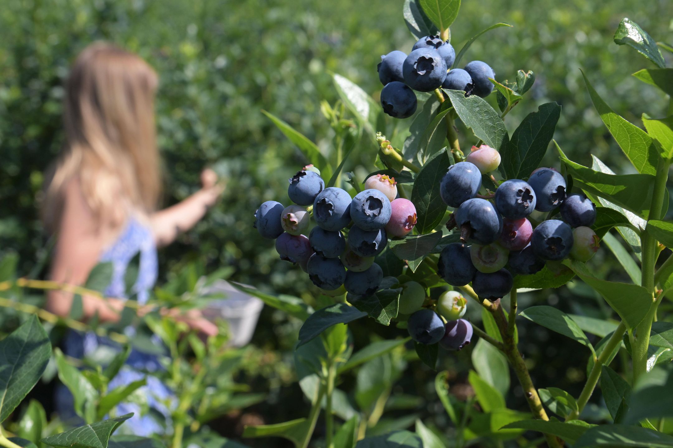 Blueberry harvest in full swing
15 July 2023, Brandenburg, Klaistow: Ripe cultivated blueberries hang on a bush. In the background, they are being picked by a woman. The fruit is celebrated with a "blueberry festival" at the asparagus farm in Klaistow. Photo: Michael Bahlo/dpa/ZB 
Dostawca: PAP/DPA
Michael Bahlo
Blueberry, harvest