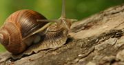 Ślimaki i szparagi otwierają sezon dla zbieraczy