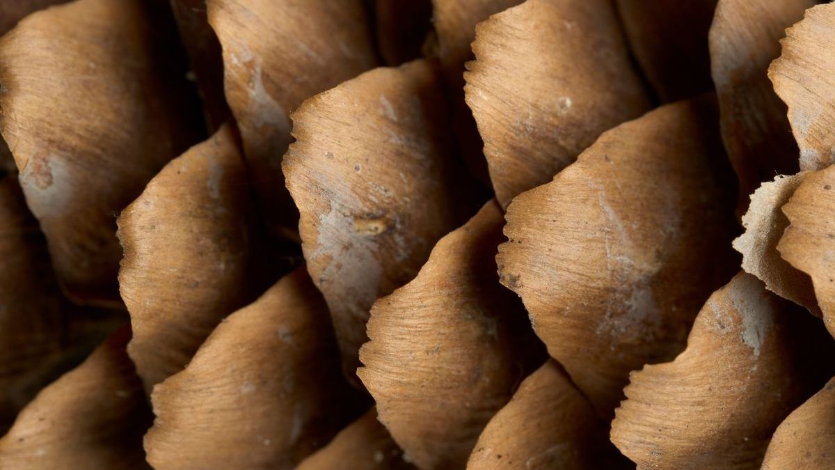 Szyszki - Pyszności