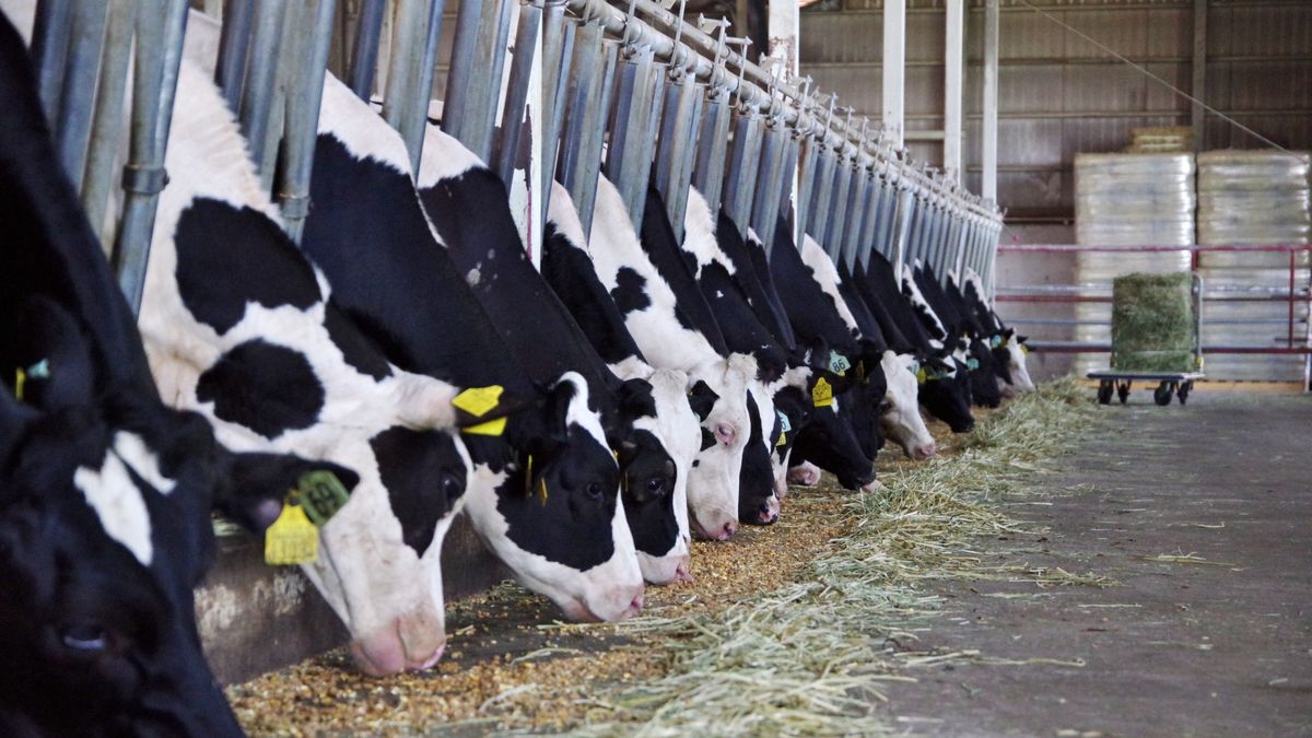 opel hodowla bydła krowy