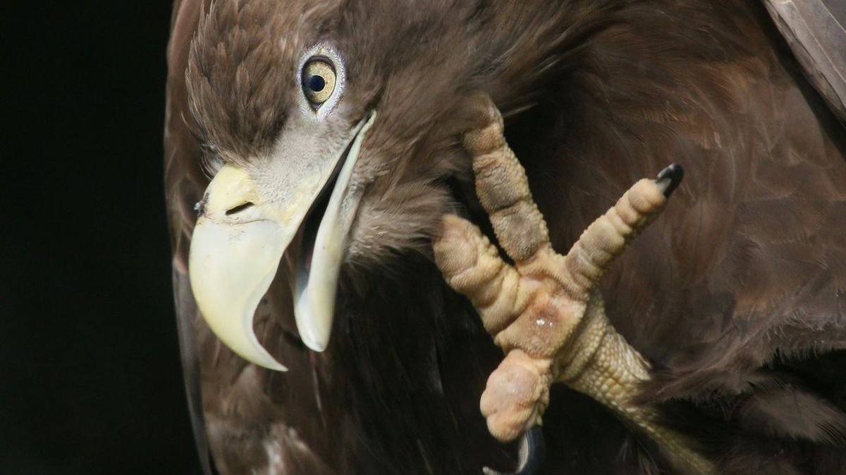 Hiszpanie chcą wykreślić bieliki z listy wymarłych gatunków