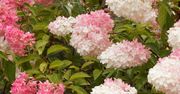 Nasyp wokół hortensji w kwietniu. Będzie uginać się od kwiatów