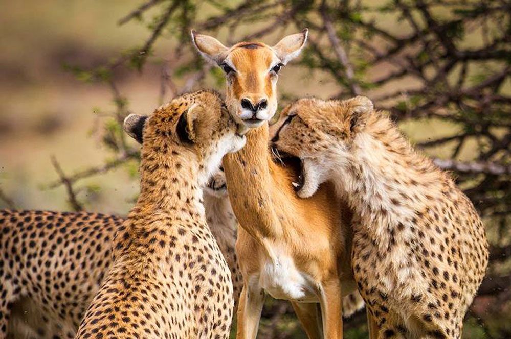 Autorka wiarlowego zdjęcia impali i gepardów ujawnia prawdę o jego powstaniu