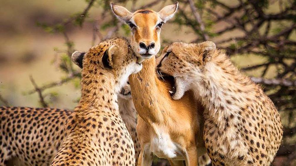 Autorka wiarlowego zdjęcia impali i gepardów ujawnia prawdę o jego powstaniu 1