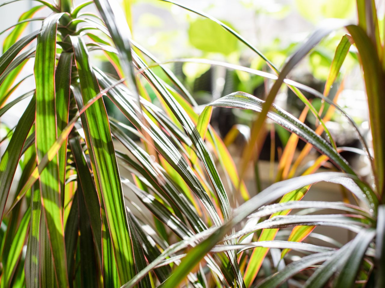 Dracena jesienią i zimą przechodzi w stan spoczynku