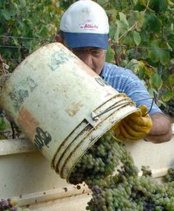 Praca sezonowa przy zbiorze winogron