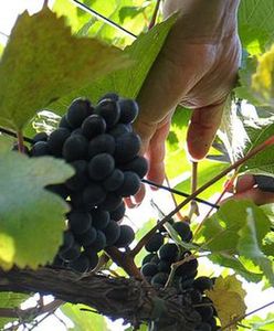 Bezpłatne szkolenie dla początkujących i przyszłych winiarzy
