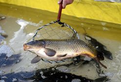 Rozpoczyna się przedświąteczna sprzedaż karpia zatorskiego