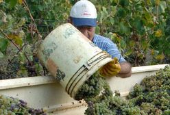 Praca sezonowa przy zbiorze winogron