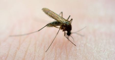 Nasz zapach, widok i ciepło przyciągają komary