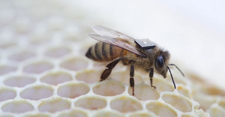 Mikrokomputery na grzbietach pszczół - Intel spieszy na ratunek owadom
