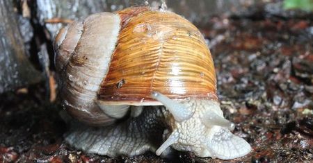 Warmińsko-mazurskie: będzie można zebrać 600 ton winniczków