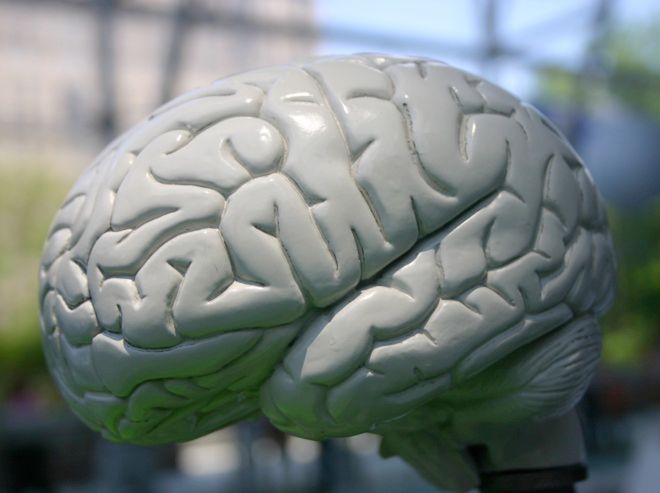 Naukowcy wyhodowali mózg 5-tygodniowego ludzkiego płodu