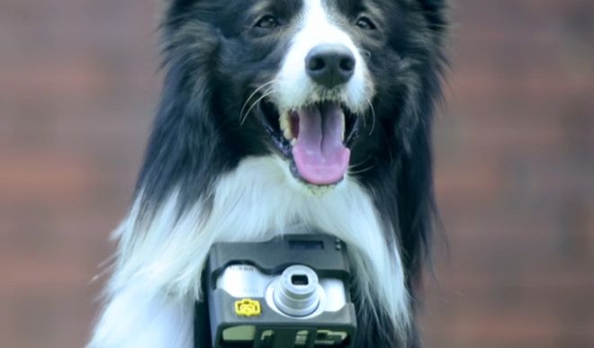 Nikon przedstawia: aparat fotograficzny dla... psów!