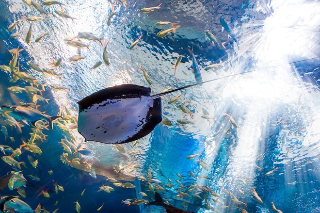 Oto największe akwarium na świecie - ponad 100 tys. gatunków zwierząt morskich