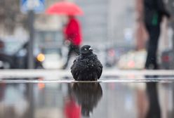 Odwilż, deszcz i silny wiatr - prognoza na weekend