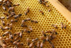 Na Dolnym Śląsku populacja pszczół po zimie zmniejszy się o ponad 30 proc.