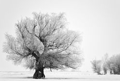 Śnieg przykrył Białystok