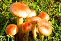 W lasach zaroiło się od grzybów. Będzie jeszcze więcej