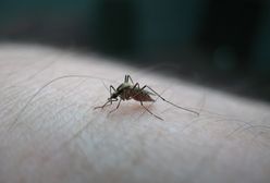 Coraz większa populacja komarów