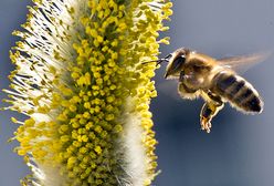 Poczujemy wiosnę? - prognoza pogody na 8 i 9 kwietnia