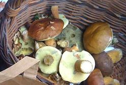 Rozpoczyna się sezon dla grzybiarzy. W Małopolsce można bezpłatnie sprawdzić zbiory