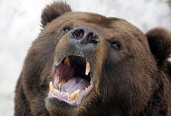 Niedźwiedzie w Tatrach wybudzają się z zimowego snu