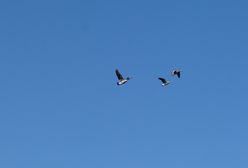 Ptaki "zarażone" do migracji