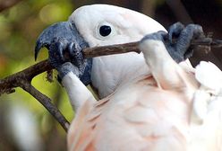 Ptaki zaciemniły australijskie miasto. Wszystko przez suszę