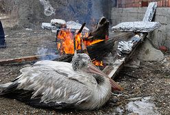 Dramatyczna walka o życie - umierają z zimna i głodu