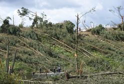 Trwa usuwanie powalonych drzew w Borach Tucholskich