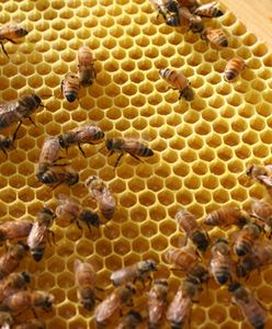 Na Dolnym Śląsku populacja pszczół po zimie zmniejszy się o ponad 30 proc.