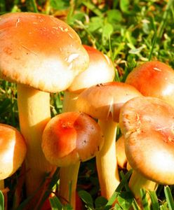 W lasach zaroiło się od grzybów. Będzie jeszcze więcej