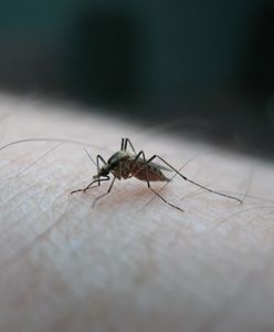 Coraz większa populacja komarów