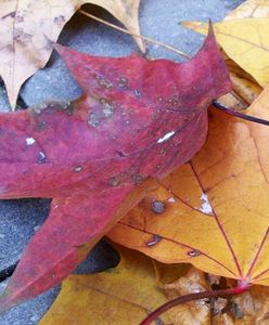 Prognoza pogody na 31 października i 1 listopada - deszcz i mgła