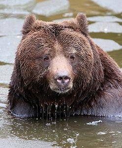 Zima nie odpuszcza! Dzikim zwierzętom brakuje pożywienia