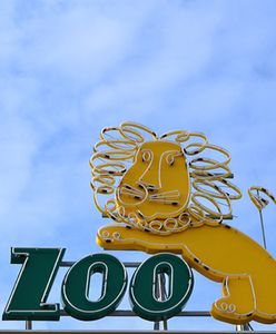 Podwyżka cen biletów we wrocławskim zoo. Za normalny zapłacimy już 40 złotych