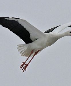 Zaraz jesień! Odlatują ostatnie bociany