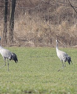 Wcześniej niż zazwyczaj nad Biebrzą pojawiły się żurawie