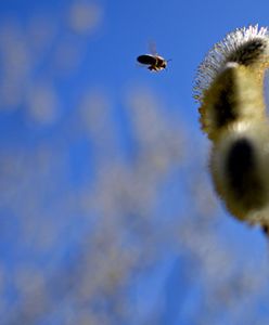 Polska zalana słońcem - prognoza pogody na 13 i 14 marca