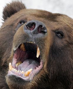 Niedźwiedzie w Tatrach wybudzają się z zimowego snu