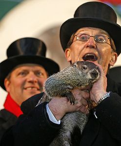 Świstak Phil zobaczył swój cień, zima będzie długa