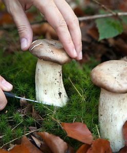 GIS: w przypadku zatrucia grzybami ważna jest szybka reakcja