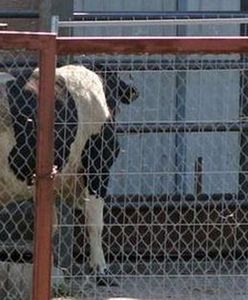 Nadal można sprzedać zdychające krowy